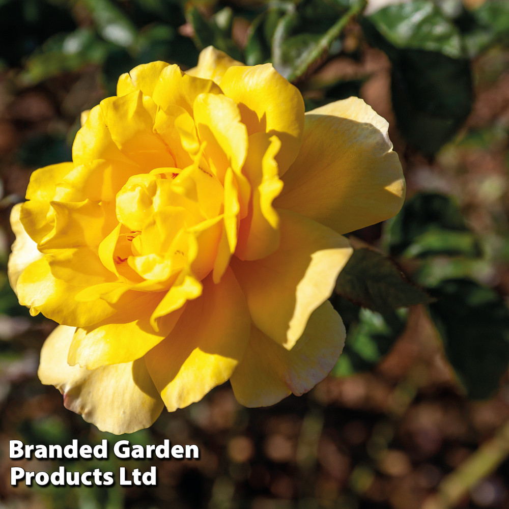 Rose 'Golden Showers'