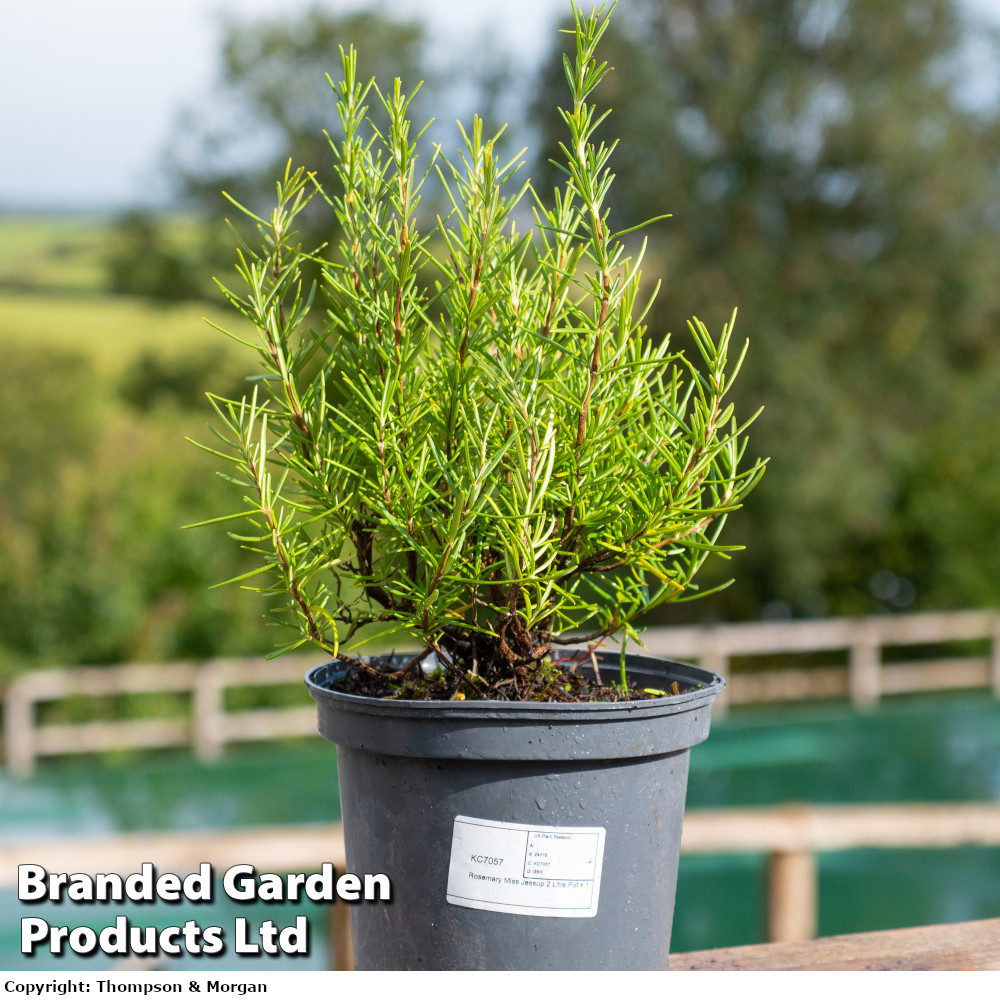 Rosemary 'Miss Jessop's Upright'