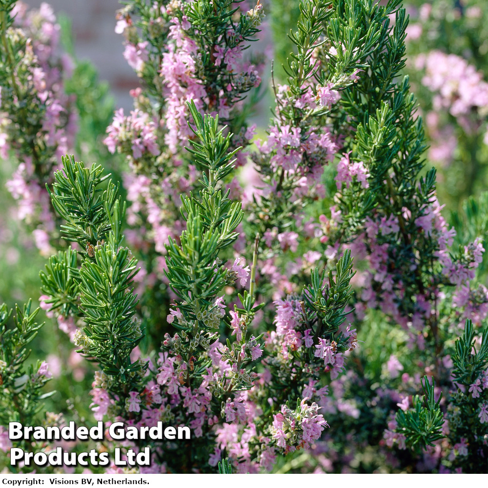 Rosemary 'Pink Flowered'