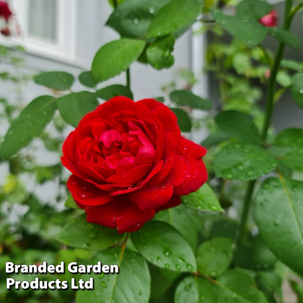 Rose 'Scented Double Red'