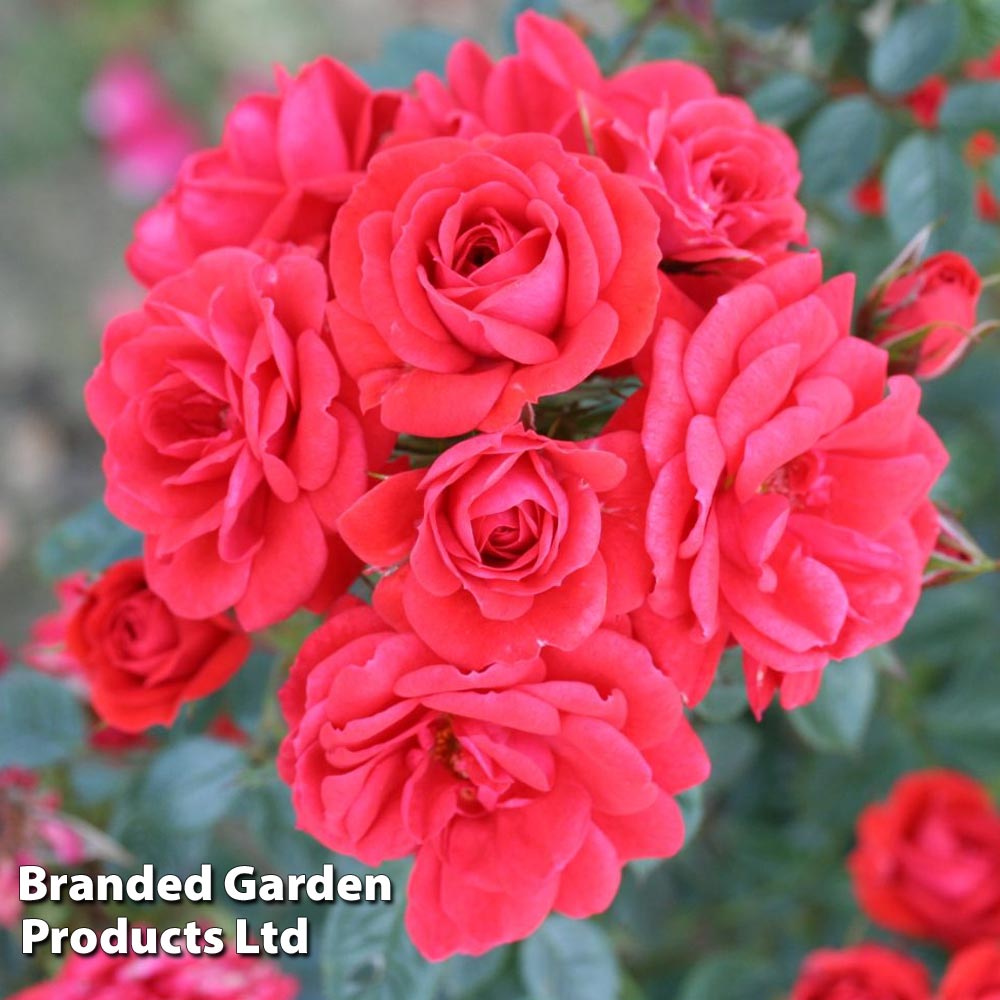 Image of Rose 'Birthday Wishes' (Shrub Rose)