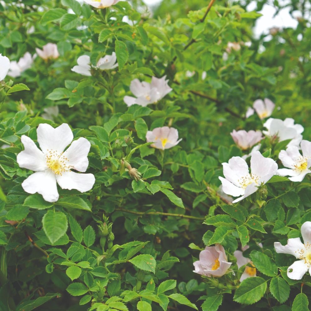 Dog rose (Hedging)