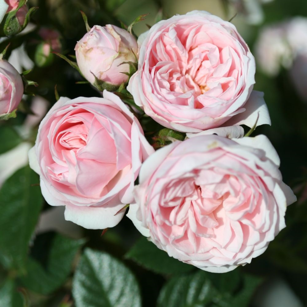 Image of Rose 'Silver Wishes' (Patio Shrub Rose)