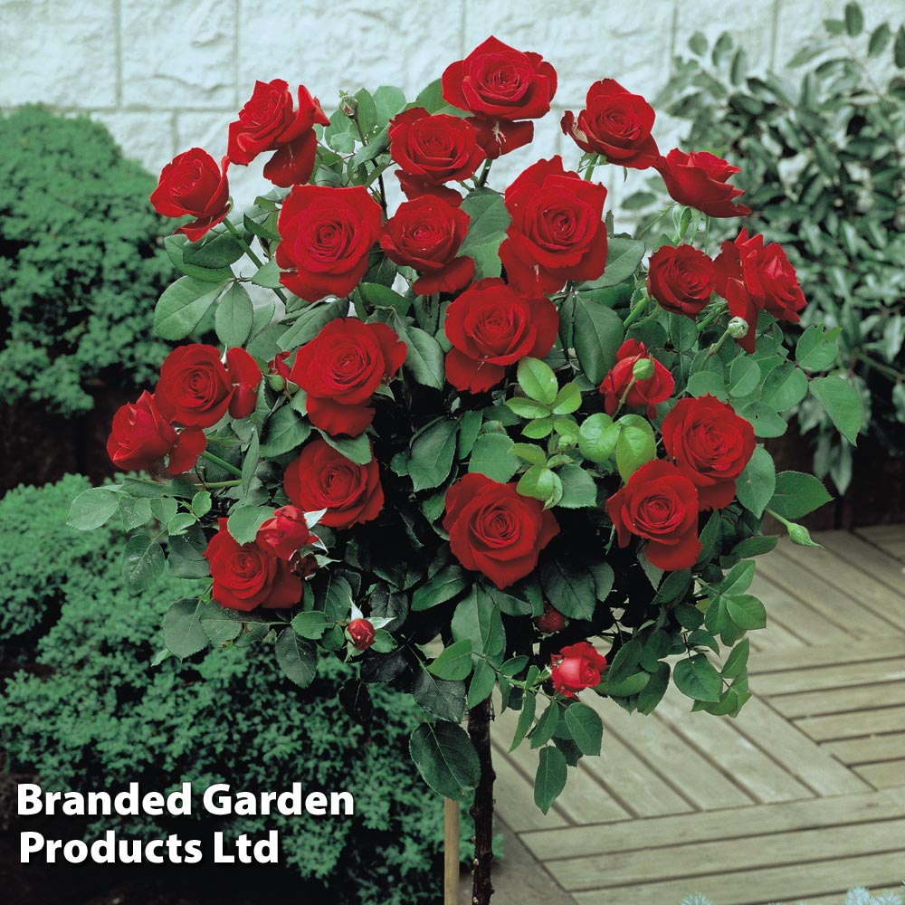 Rose Standard Red 40cm stem Van Meuwen