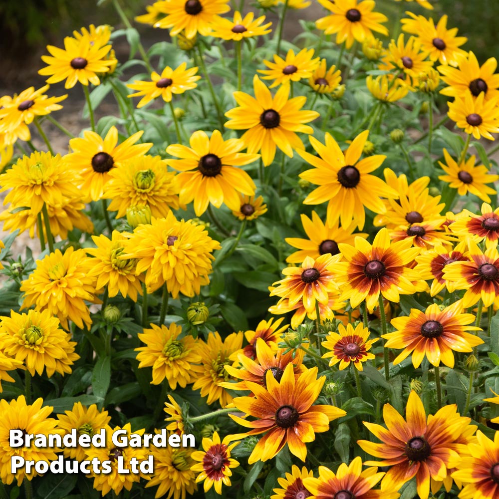 Rudbeckia 'Sunbeckia Series' Collection