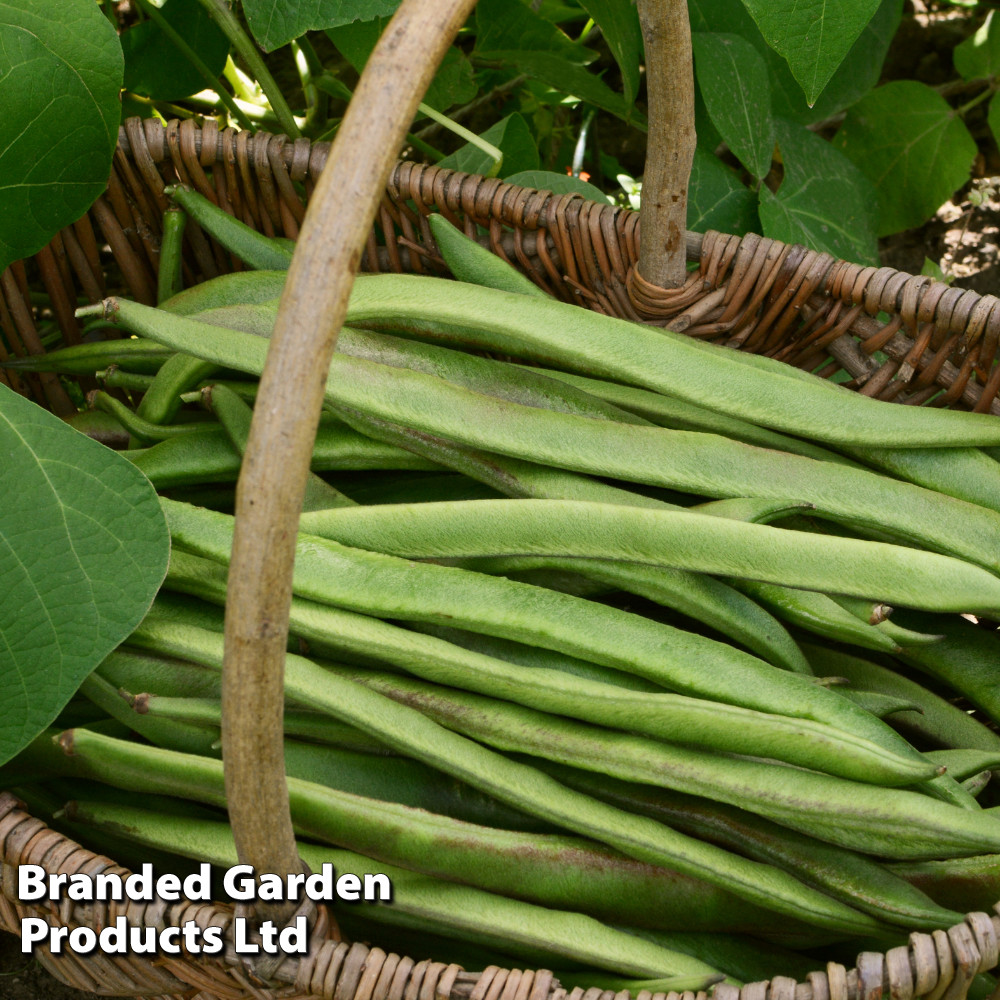 Runner Bean 'White Swan'