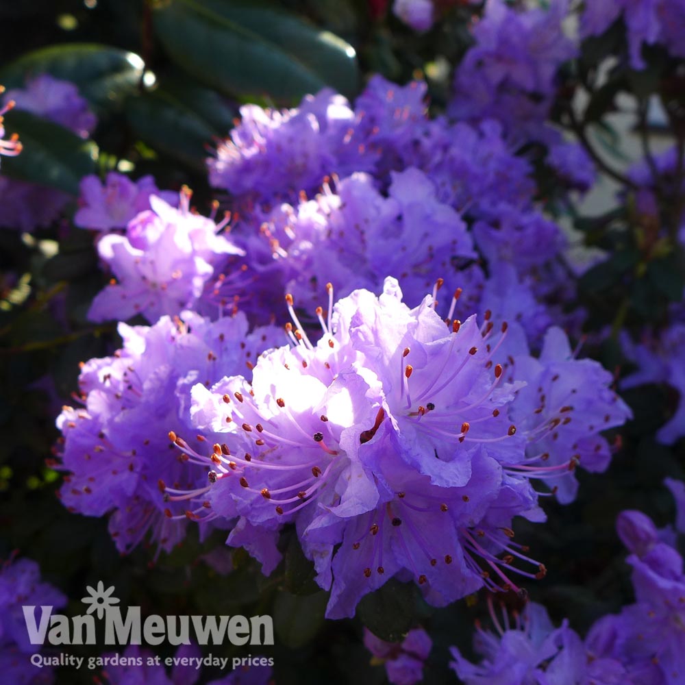 Rhododendron 'Blue Diamond'