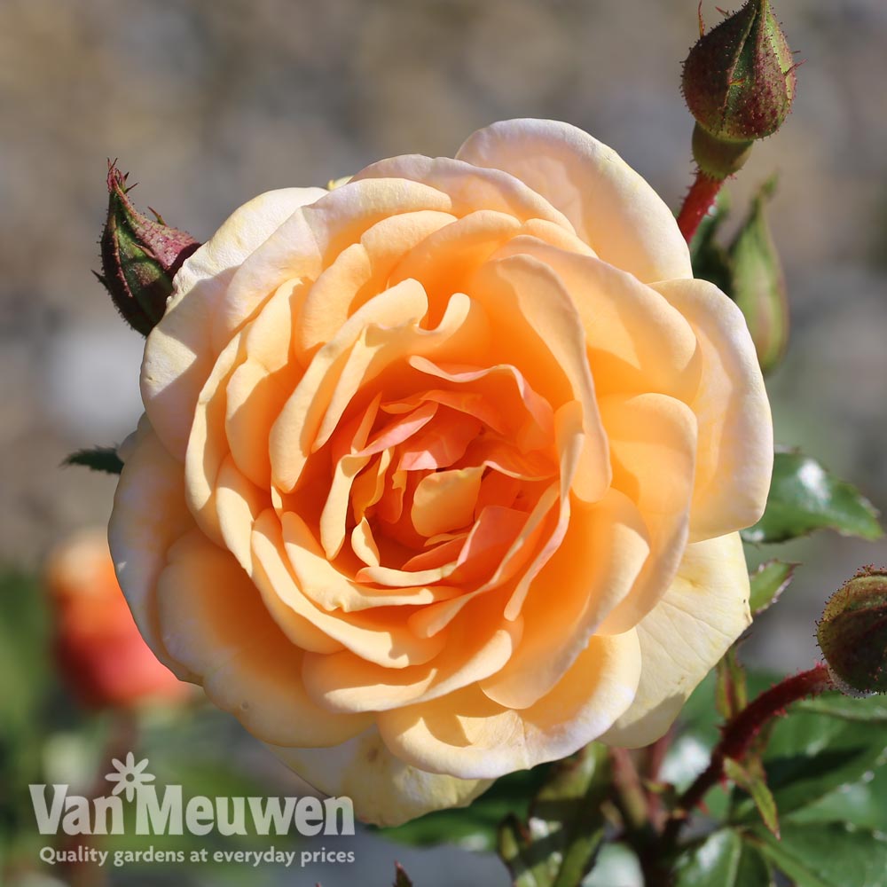 Rose 'Sweet Honey' (Floribunda Rose)