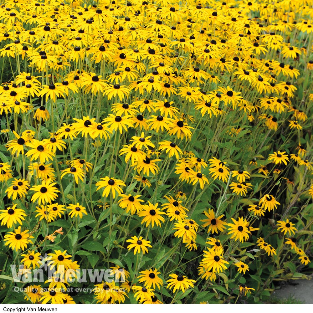 Rudbeckia fulgida var. sullivantii 'Goldsturm'