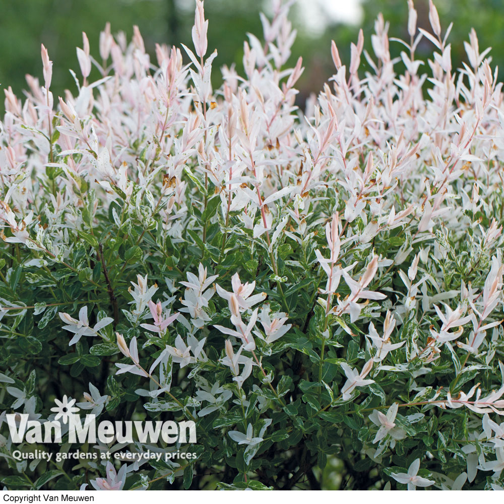 Salix integra 'Hakuro&#45;nishiki'