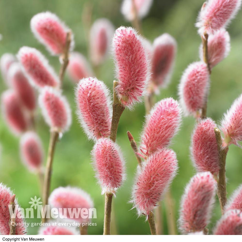 Salix gracilistyla 'Mount Aso'