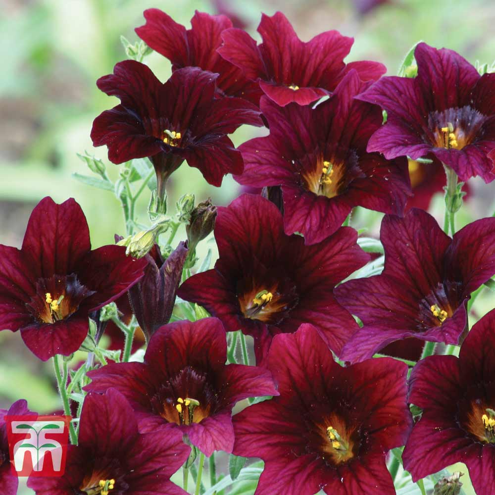 Salpiglossis sinuata 'Black Trumpets'