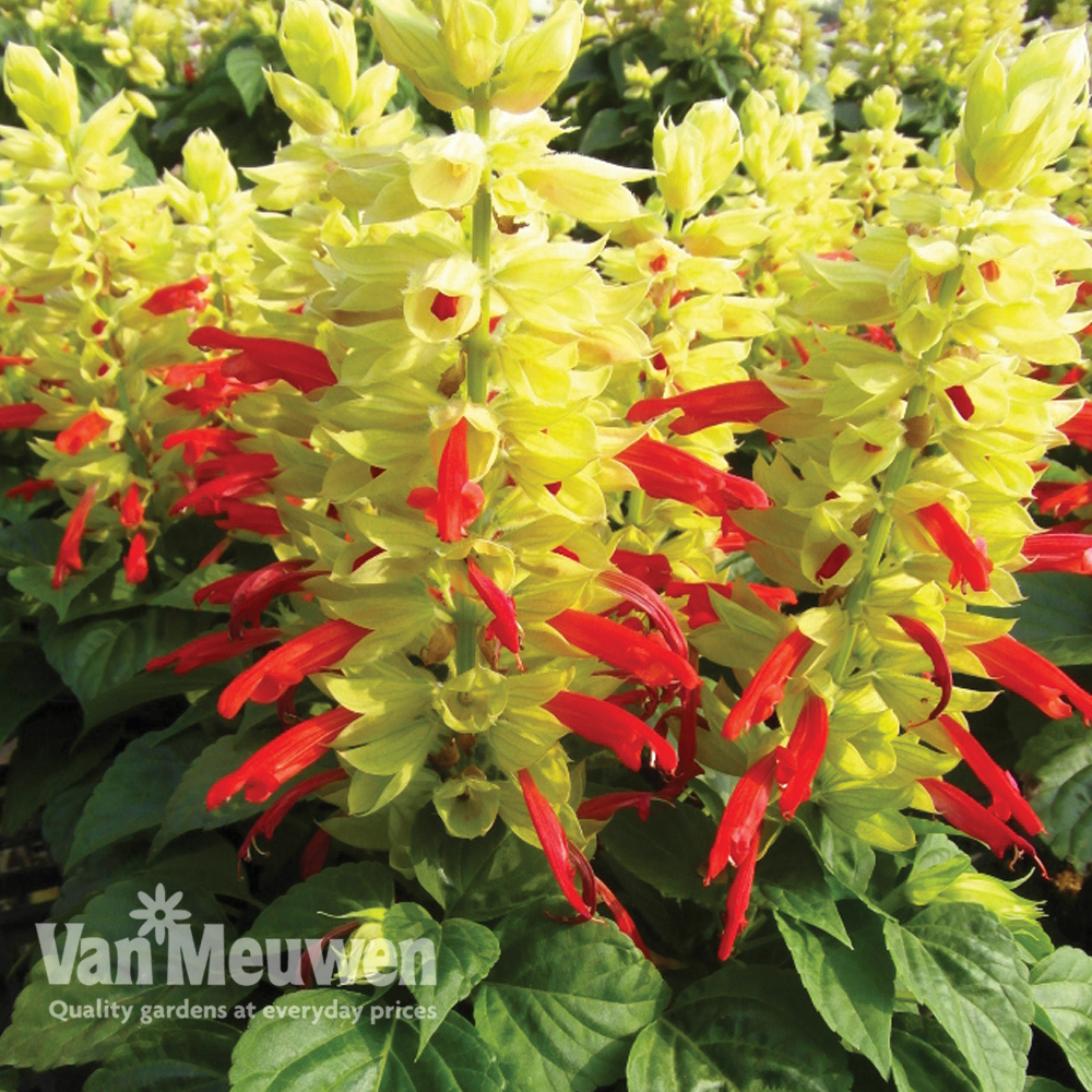 Salvia 'Mojave Red Bicolour'