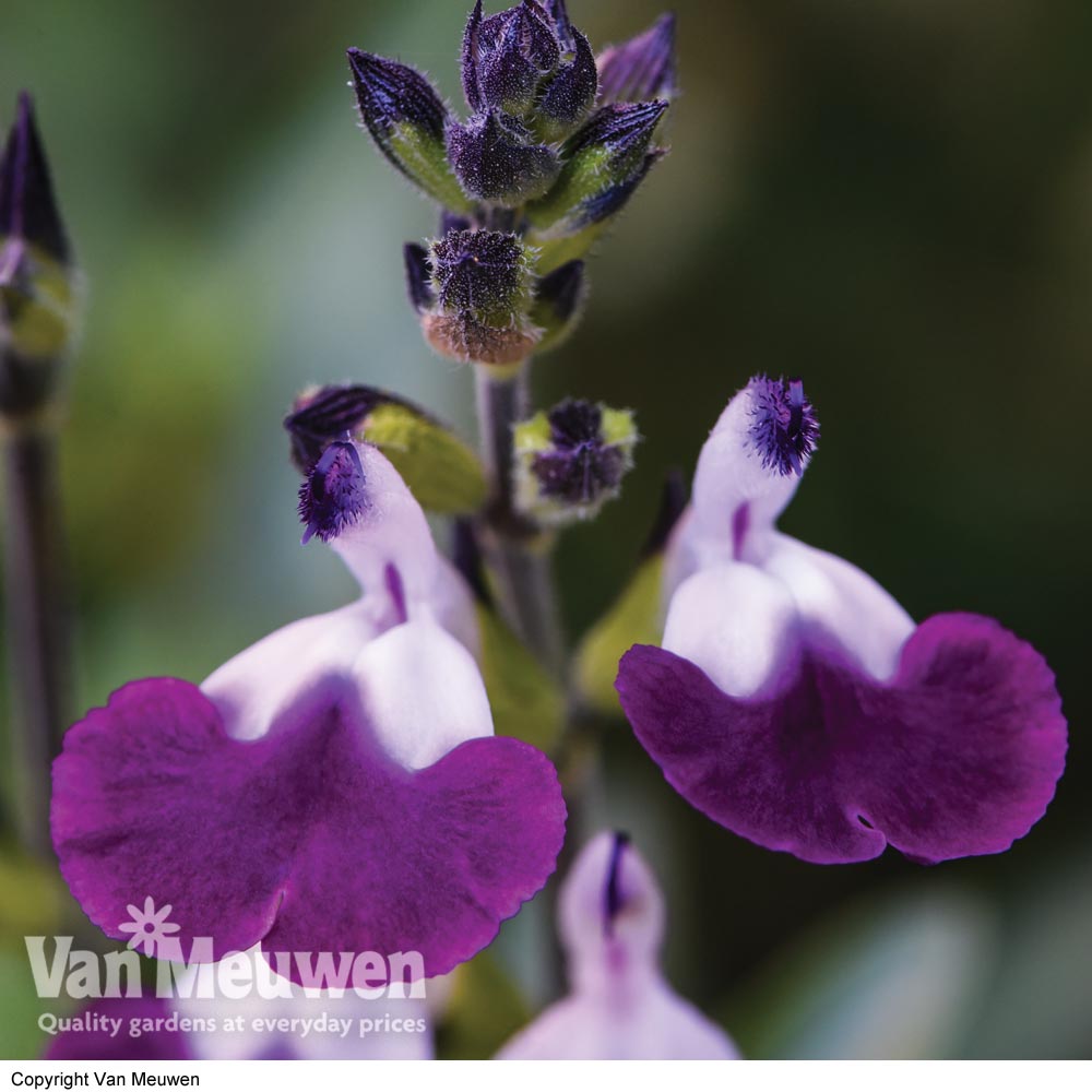 Salvia 'Amethyst Lips'