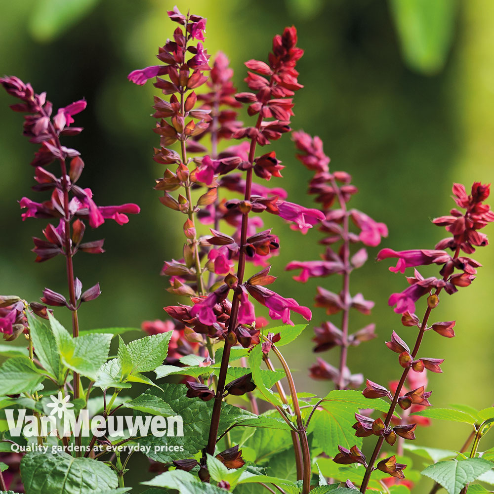 Salvia 'Strawberry Lake'