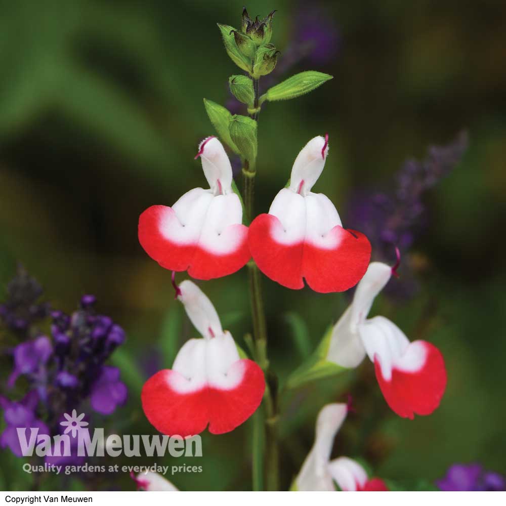 Salvia 'Hot Lips'