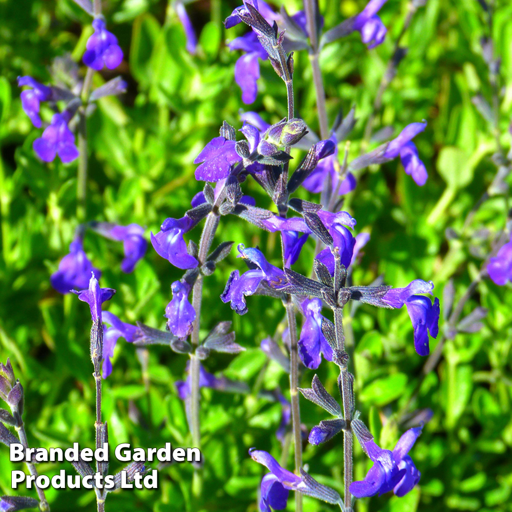 Salvia greggii 'Blue Note'