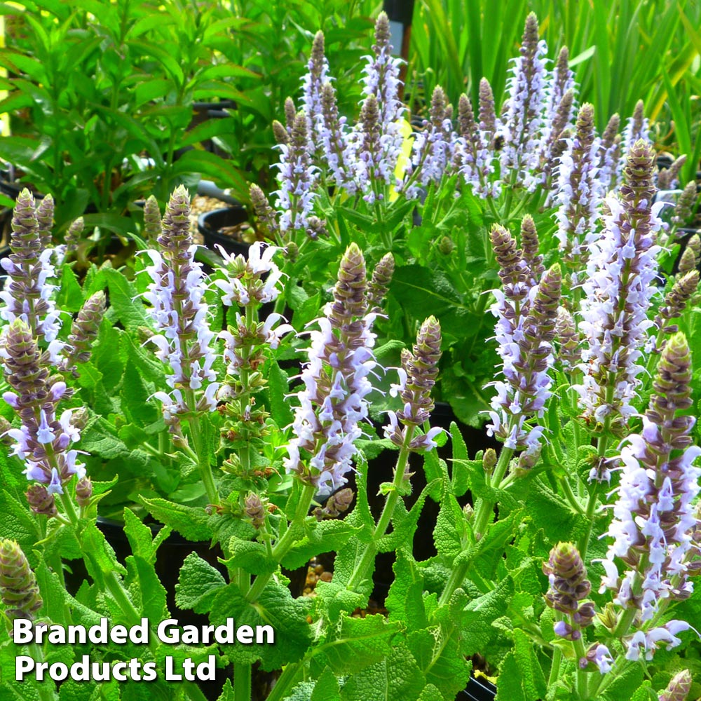 Salvia nemorosa 'Bumblesky' at Van Meuwen