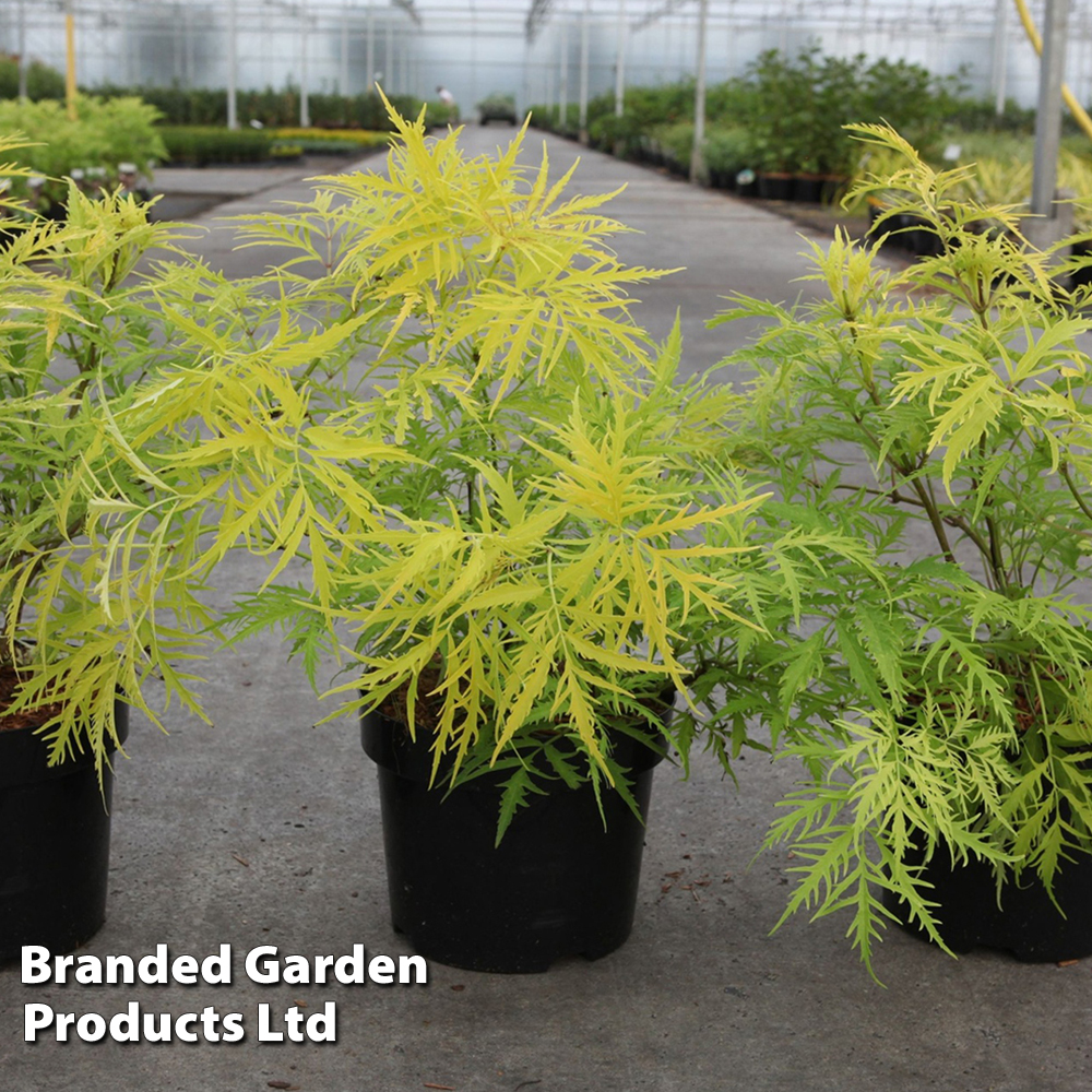 Sambucus racemosa 'Welsh Gold'