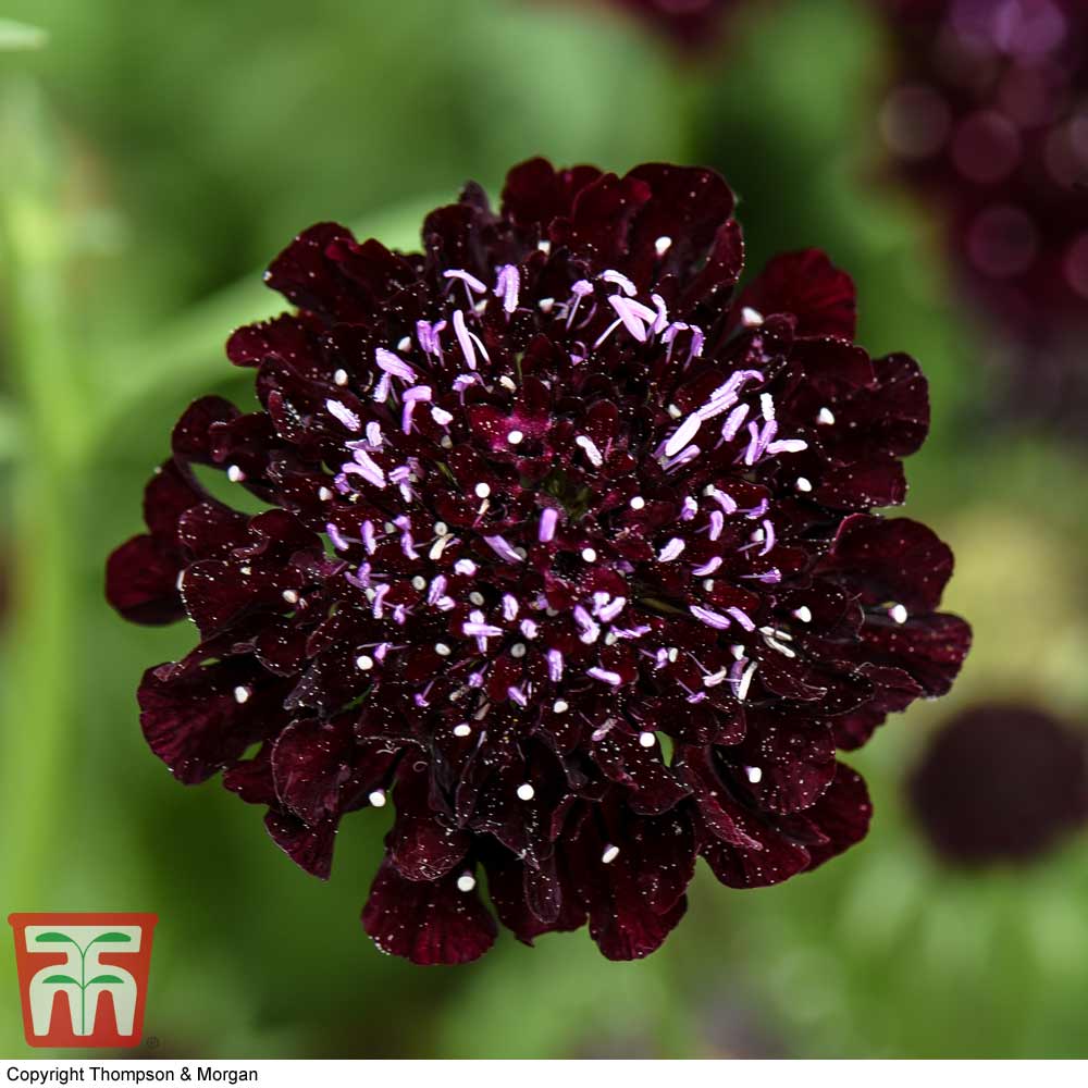 Scabious 'Ace of Spades'