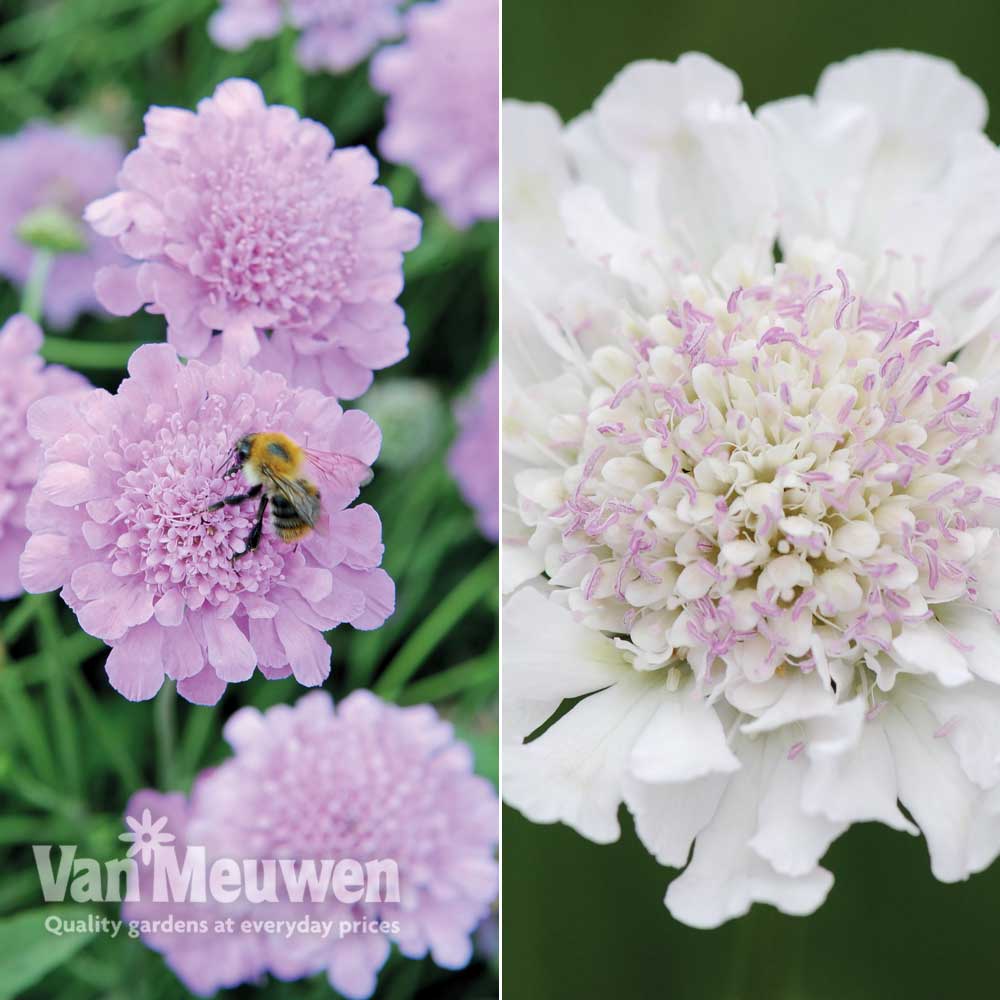 Scabious 'Kudos Collection'