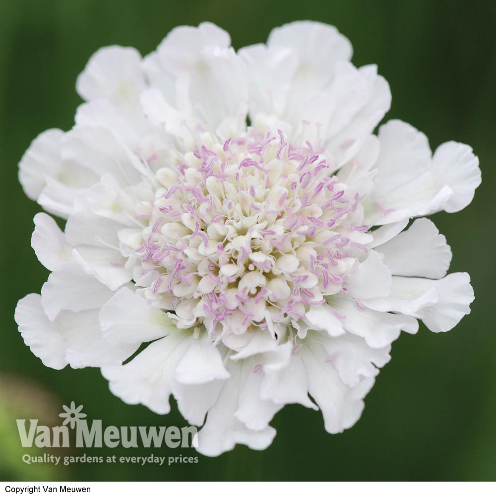 Scabious 'Kudos White'