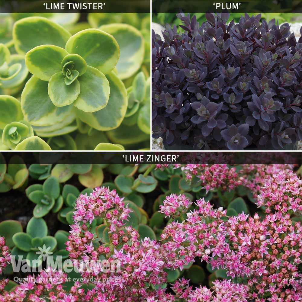 Sedum 'Sunsparkler' Collection