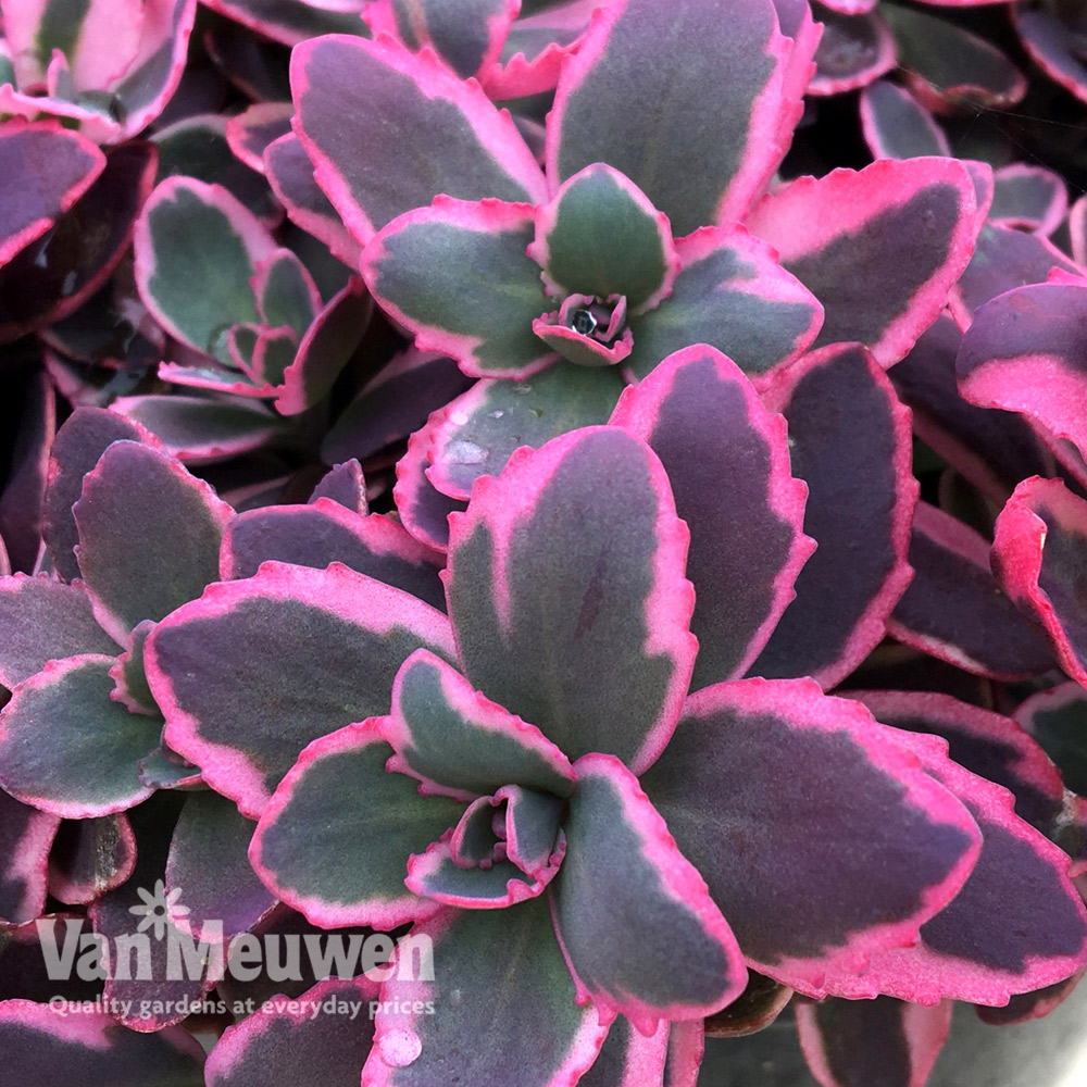 Sedum 'Sunsparkler Dream Dazzler'