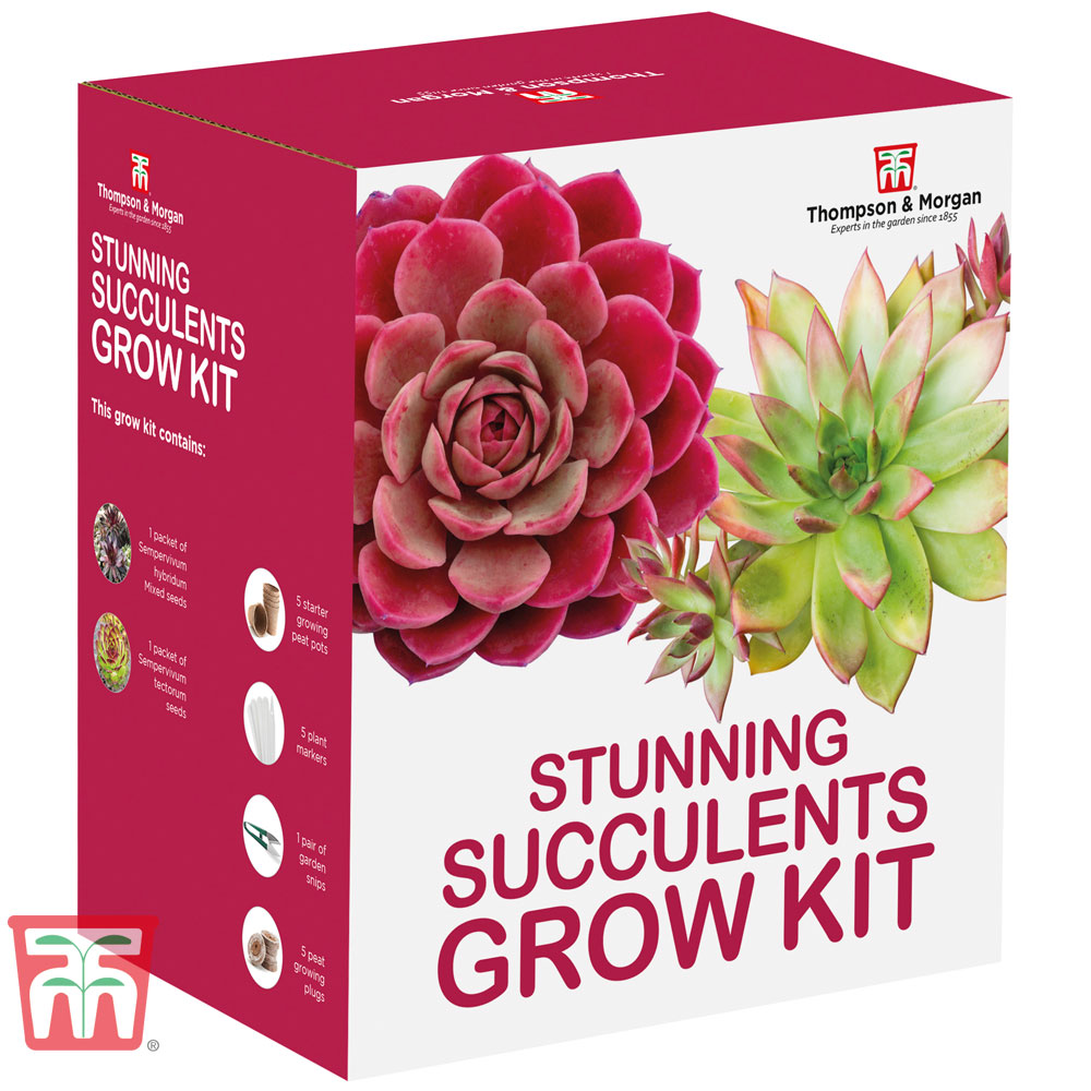 Stunning Succulents Growing Kit - Gift