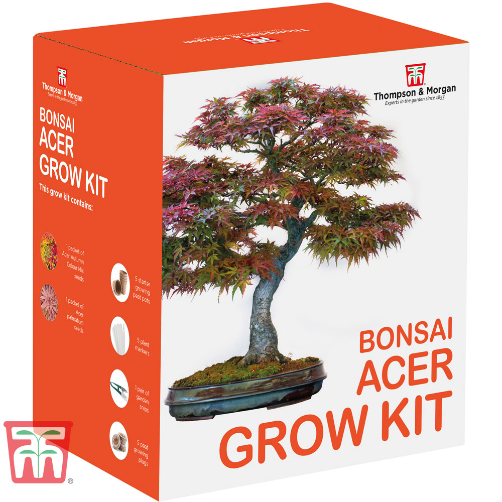 Bonsai Acer Growing Kit - Gift