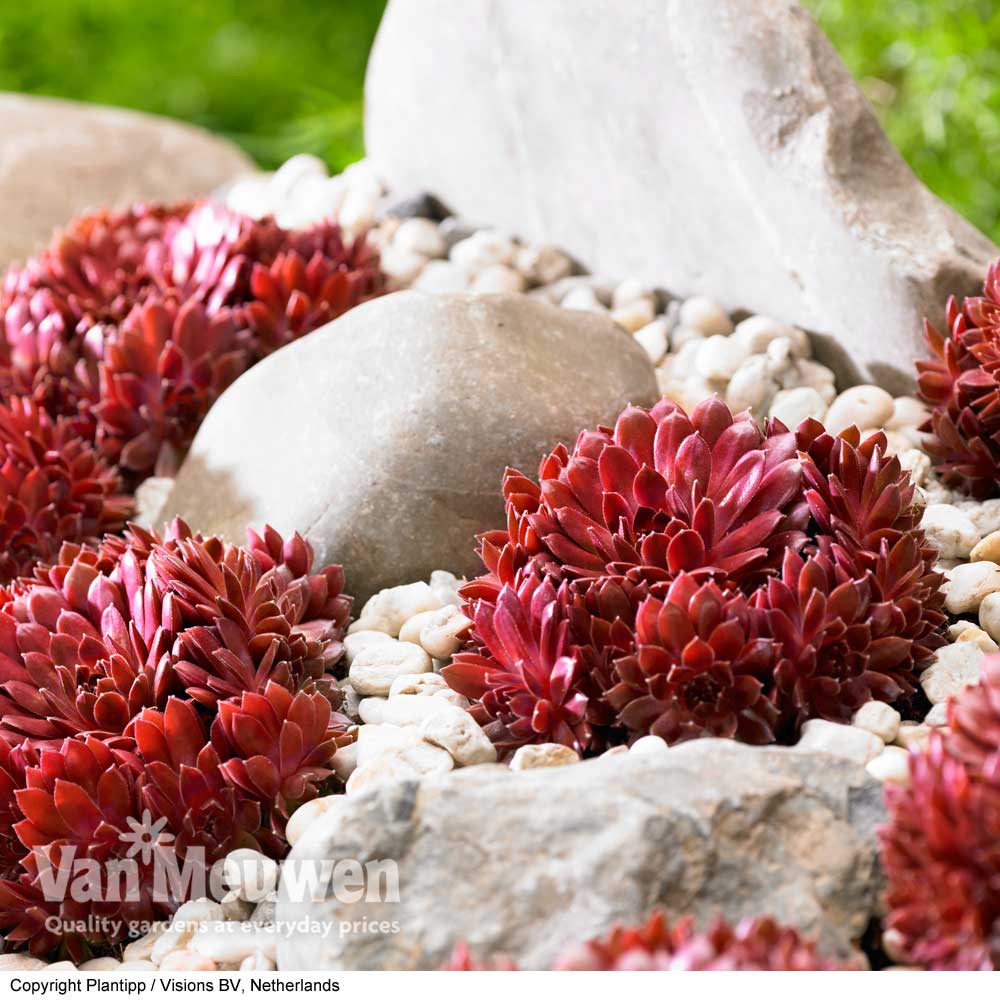 Sempervivum arachnoideum 'Coral Red'
