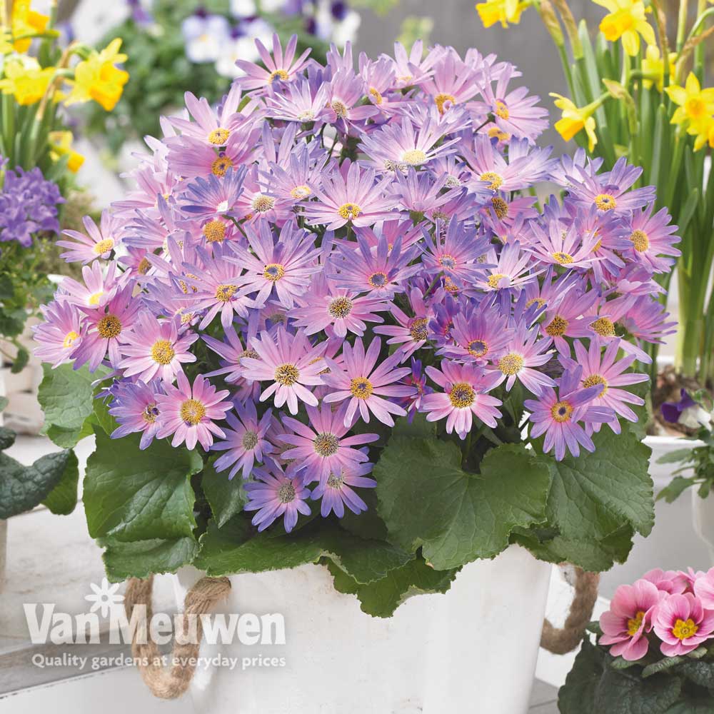 Senetti 'Magic Salmon'