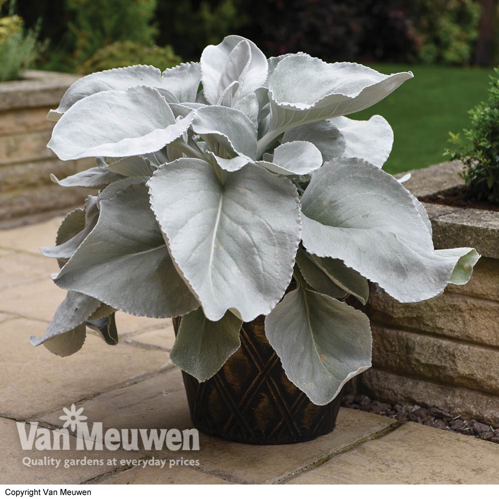 Senecio 'Angel Wings'