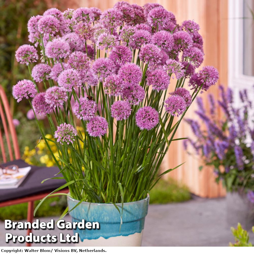 Allium 'Serendipity'