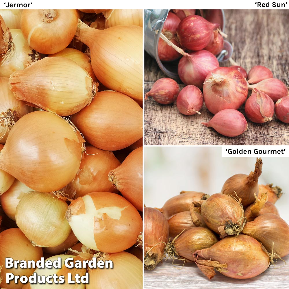 Shallot Triple Pack (Spring Planting)