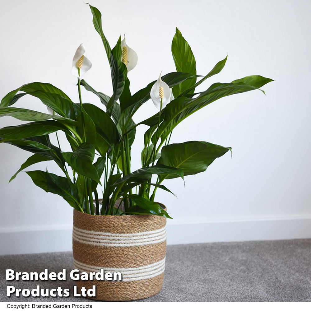 Spathiphyllum 'Sweet Silvio Air So Pure'