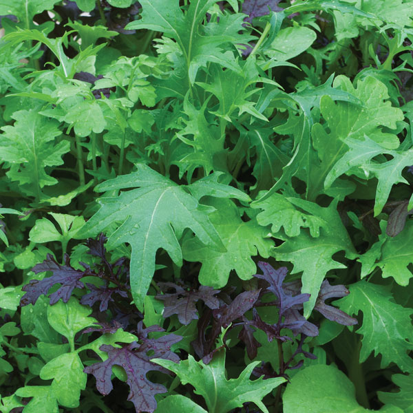 Salad Leaves 'Speedy' (Start-A-Garden&trade; Range)
