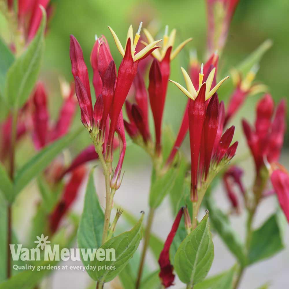 Spigelia marilandica