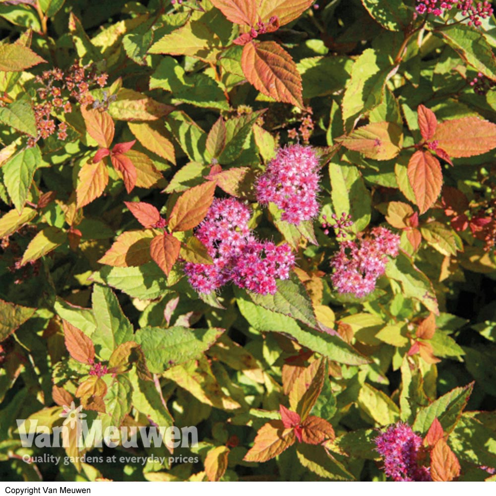 Spiraea japonica 'Firelight'