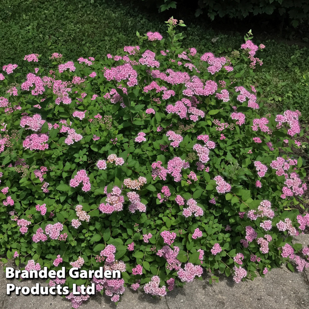 Spiraea japonica 'Little Princess'