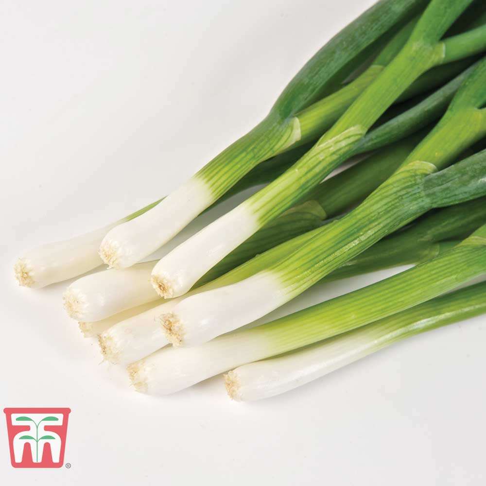 Spring Onion 'Totem'