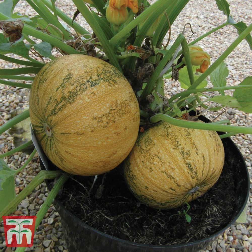 Squash 'Silver Dust' (Winter)