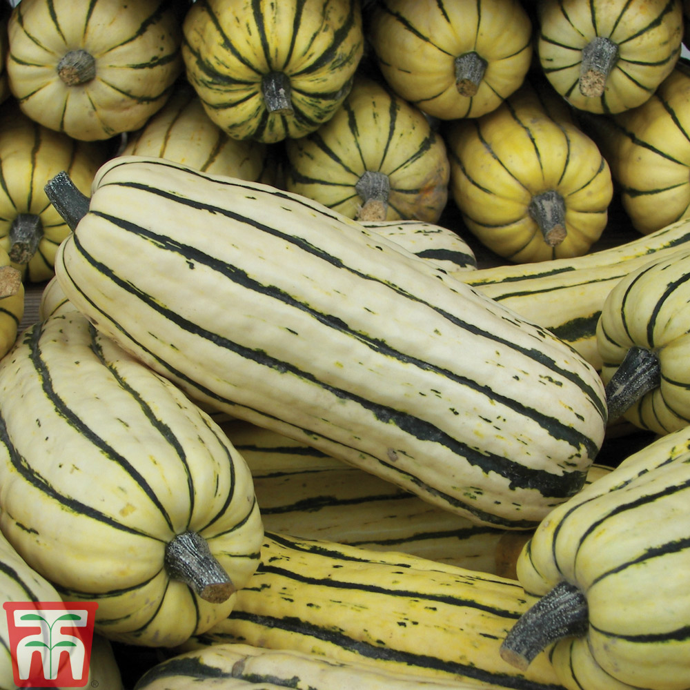 Squash 'Honeyboat' (Winter)