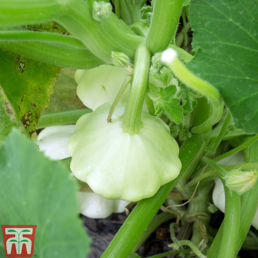 Squash 'Custard White'