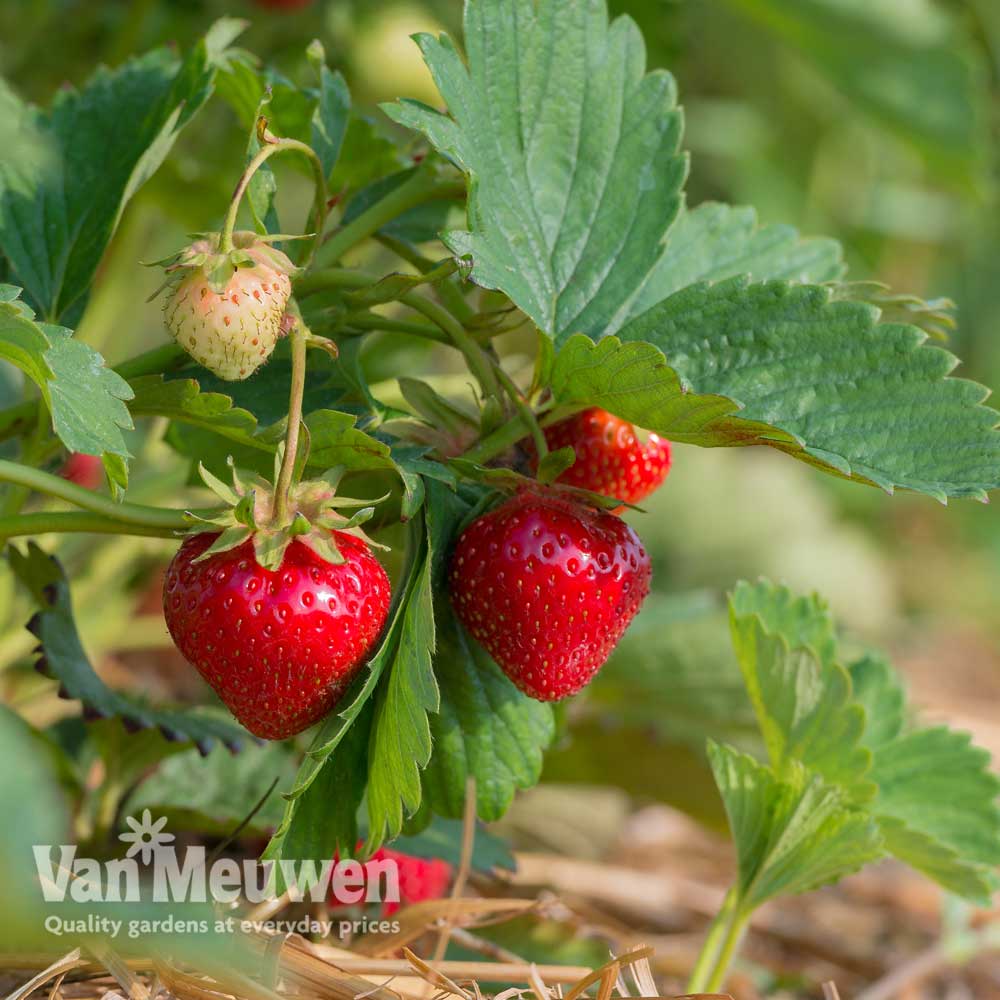 Strawberry 'Mara des Bois'