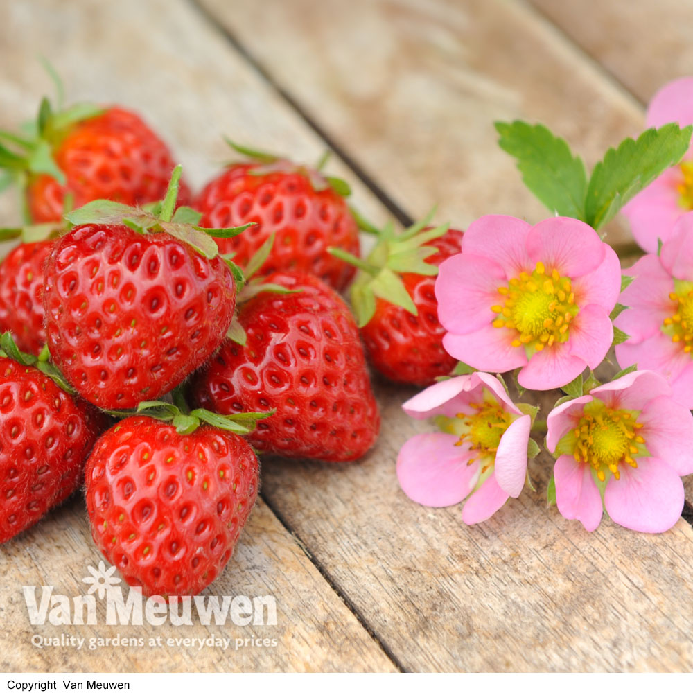 Strawberry 'Just Add Cream&trade;'