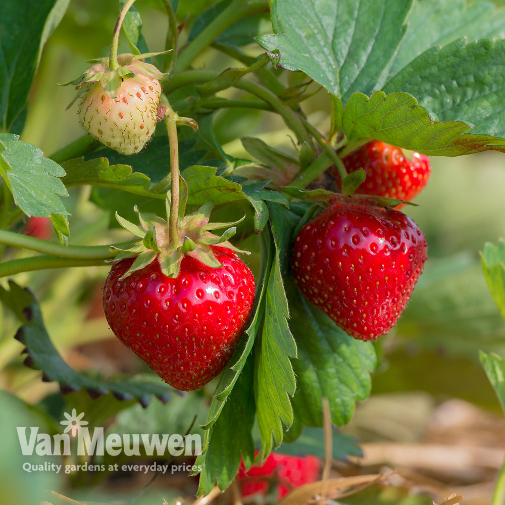 Strawberry 'Cambridge Favourite' (Mid Season)