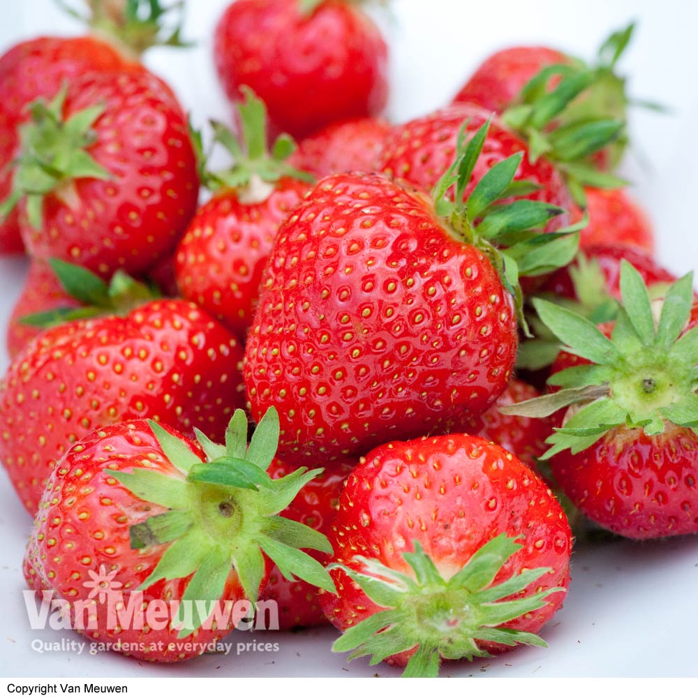 Strawberry 'Malling Centenary'