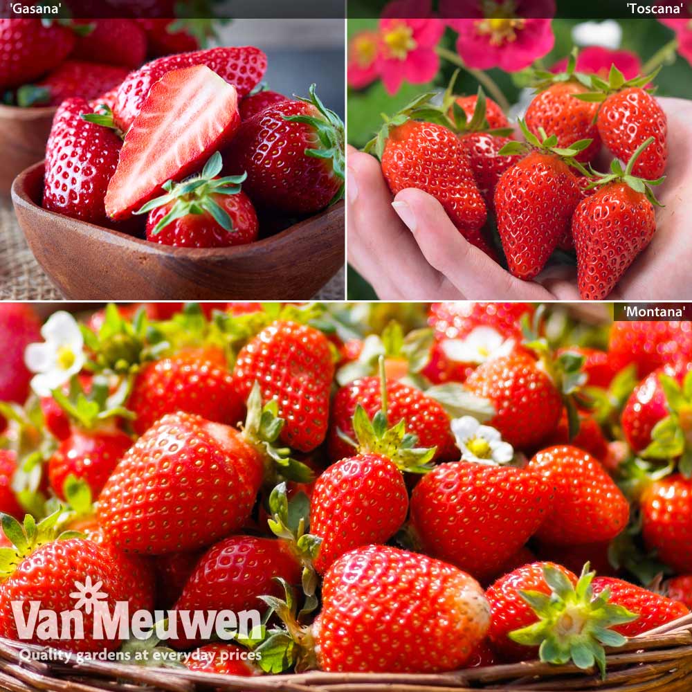 Strawberry Patio Perfect Collection