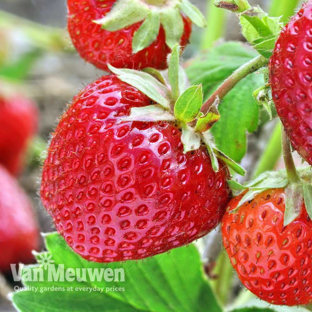 Strawberry 'Alice' (Mid Season)